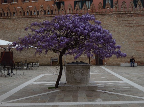 cortile-ca-foscari-glicine_595